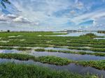 Wetlands