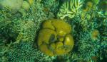 Brain Coral with Small Giant Clam; Fieldvisit 13 May 2024 - by Ruben Matahelumual
