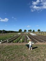 De tuin 8 weken na aanleg van de no dig bedden