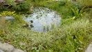 constructed wetland