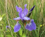 Iris 