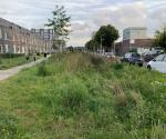 Infiltratieveld begroeide toestand zomer 2021 - credit by Antal Zuurman