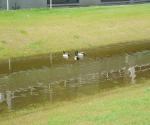 Field visit may 2018, 1 day after rain - credit by antal zuurman