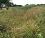 Clyde Gateway East Business Park Linear Wetland