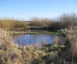 Glamis Crescent, Inchture Pond